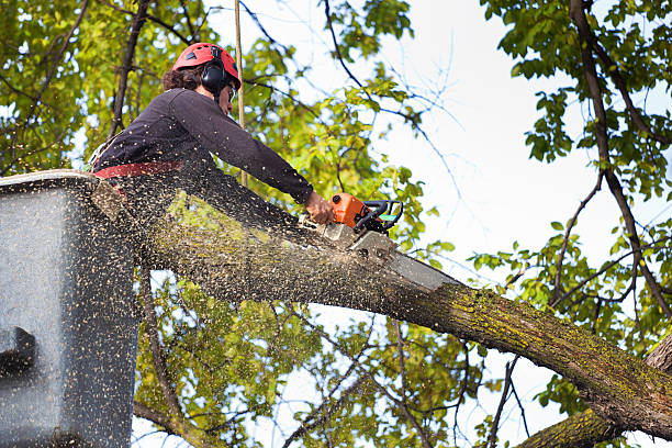 Best Lawn Pest Prevention  in Canyonville, OR